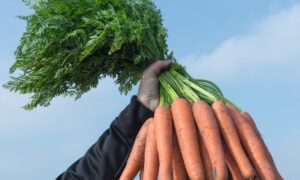 Narvik Carrot (Not Treated)