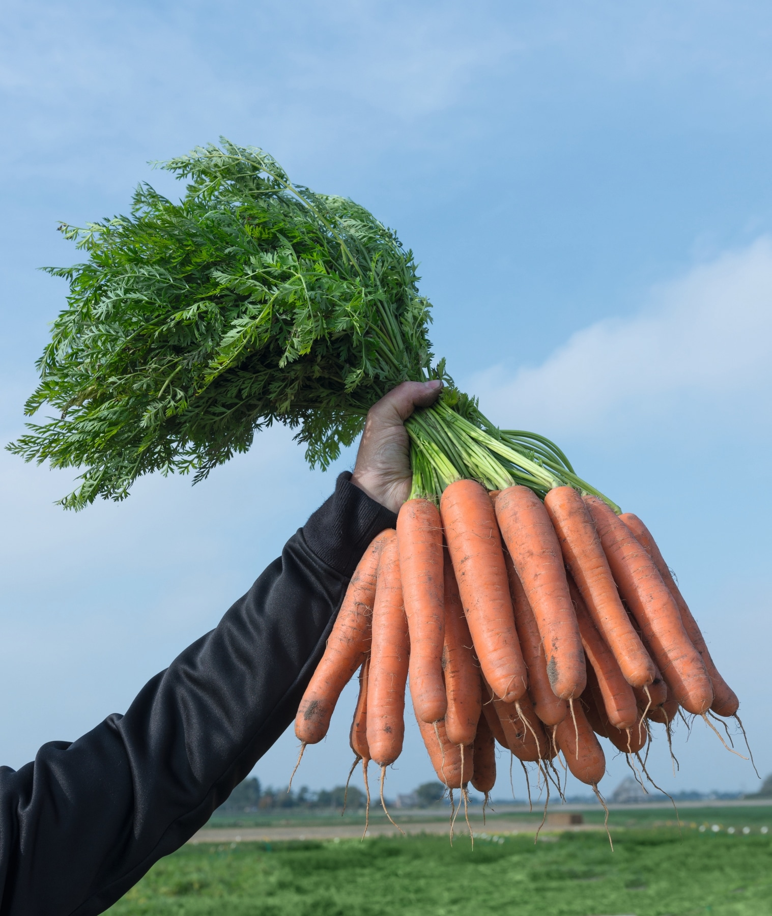 Narvik Carrot (Not Treated)