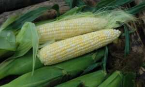 Natural Sweet XR Sweet Corn (Organic)