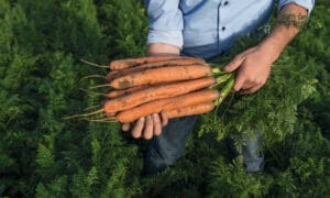 Navedo Carrot (Treated Seed)