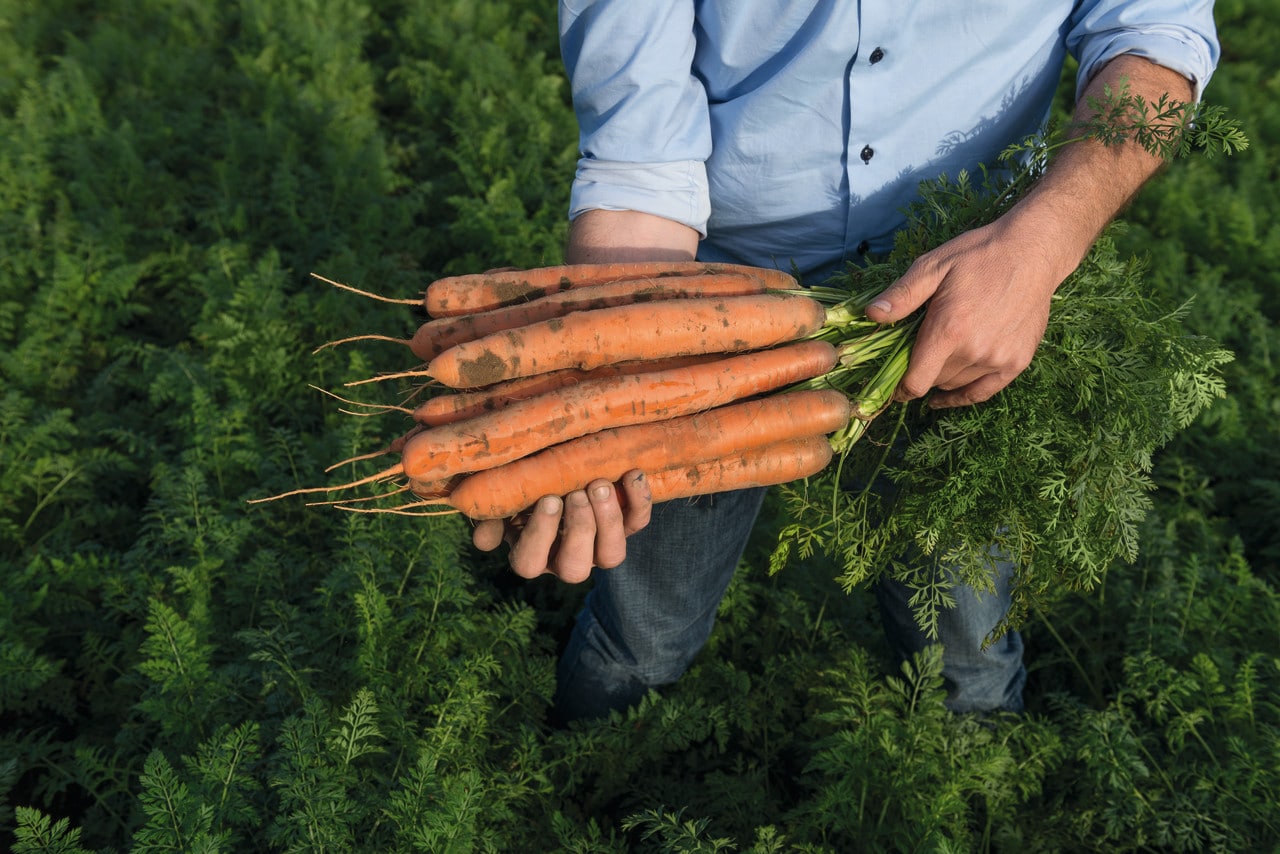 Navedo Carrot (Treated Seed)