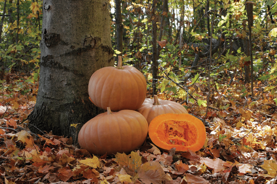 New England Cheddar Pumpkin (Farmore)