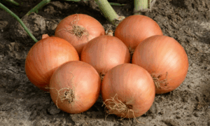 Oneida Onion (Pelleted)