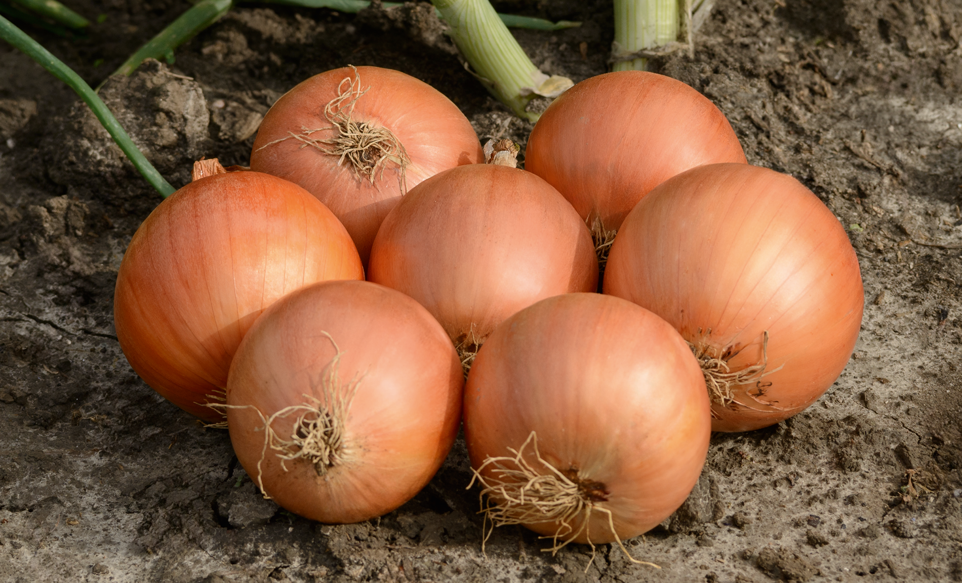 Oneida Onion (Pelleted)