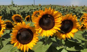 Procut Orange Sunflower (Not Treated)