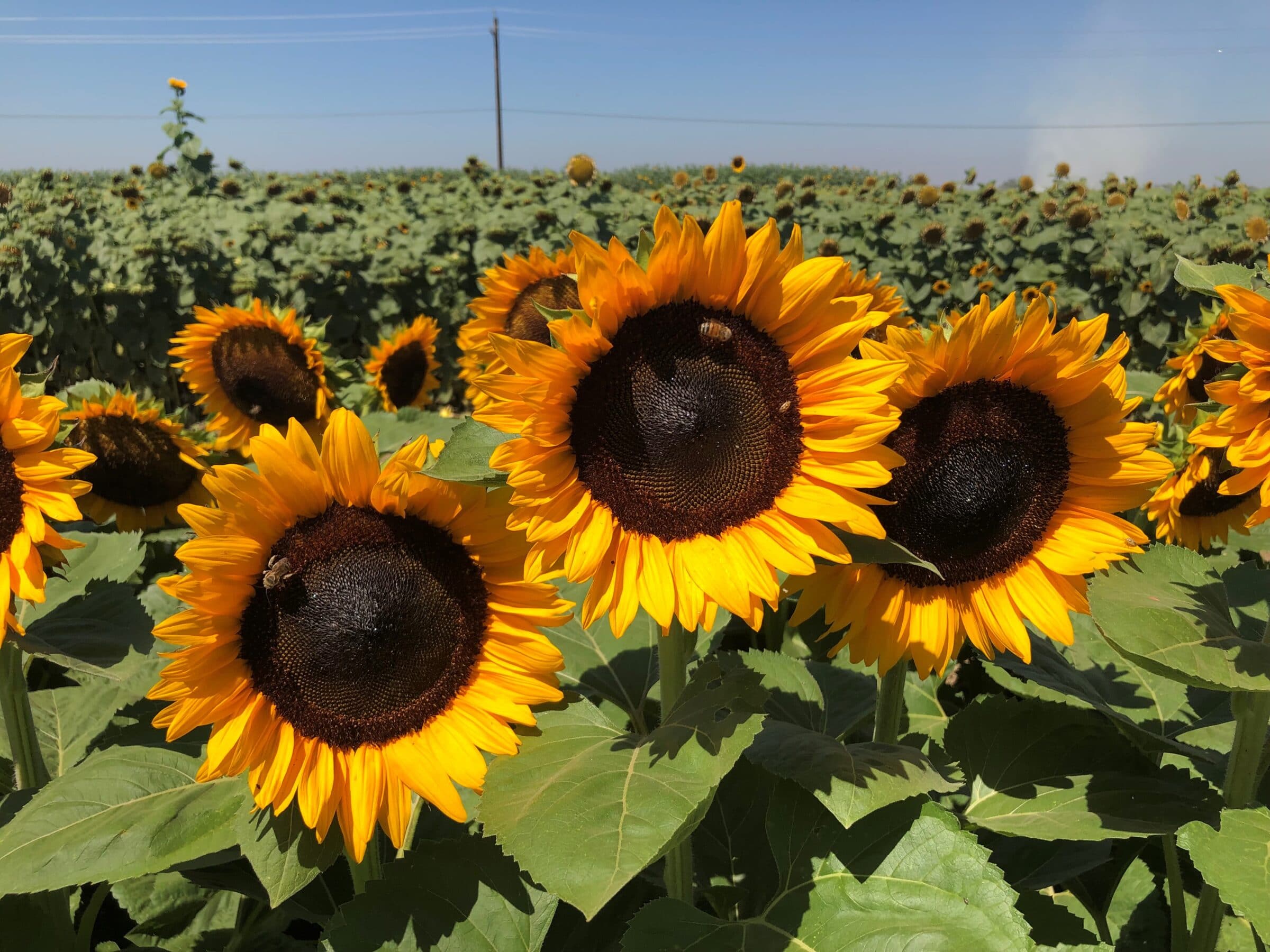 Procut Orange Sunflower (Not Treated)