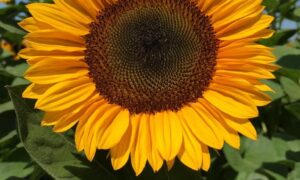 Procut Horizon Sunflower (Not Treated)