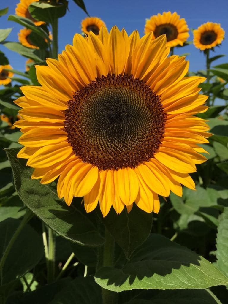 Procut Horizon Sunflower (Not Treated)