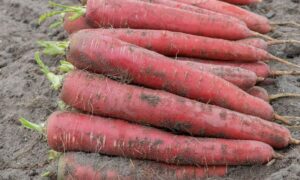 Redsun Carrot (Not Treated)