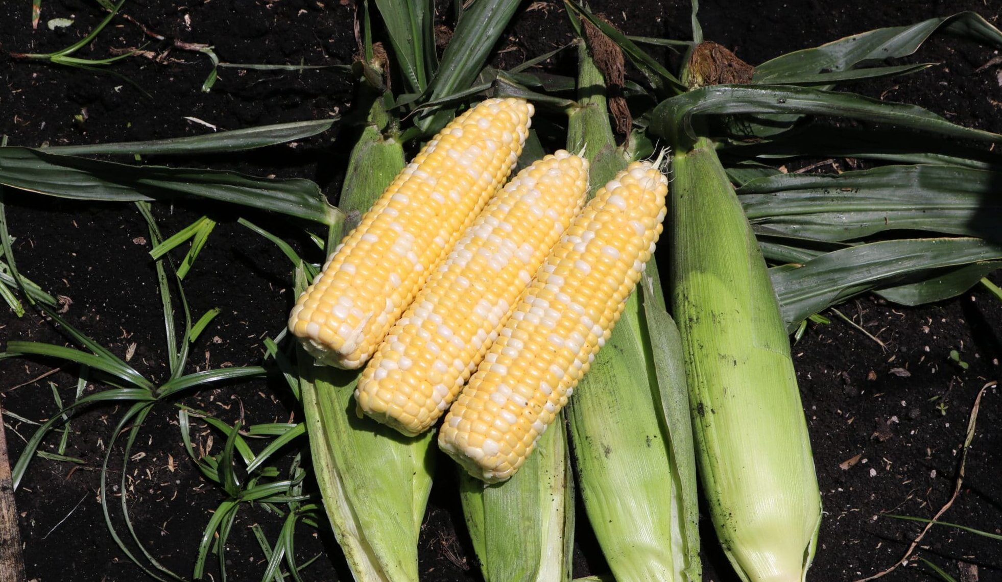 Skyray Sweet Corn (Cruiser Treated)