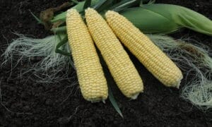 Takeoff MXR Sweet Corn (Cruiser Treated)