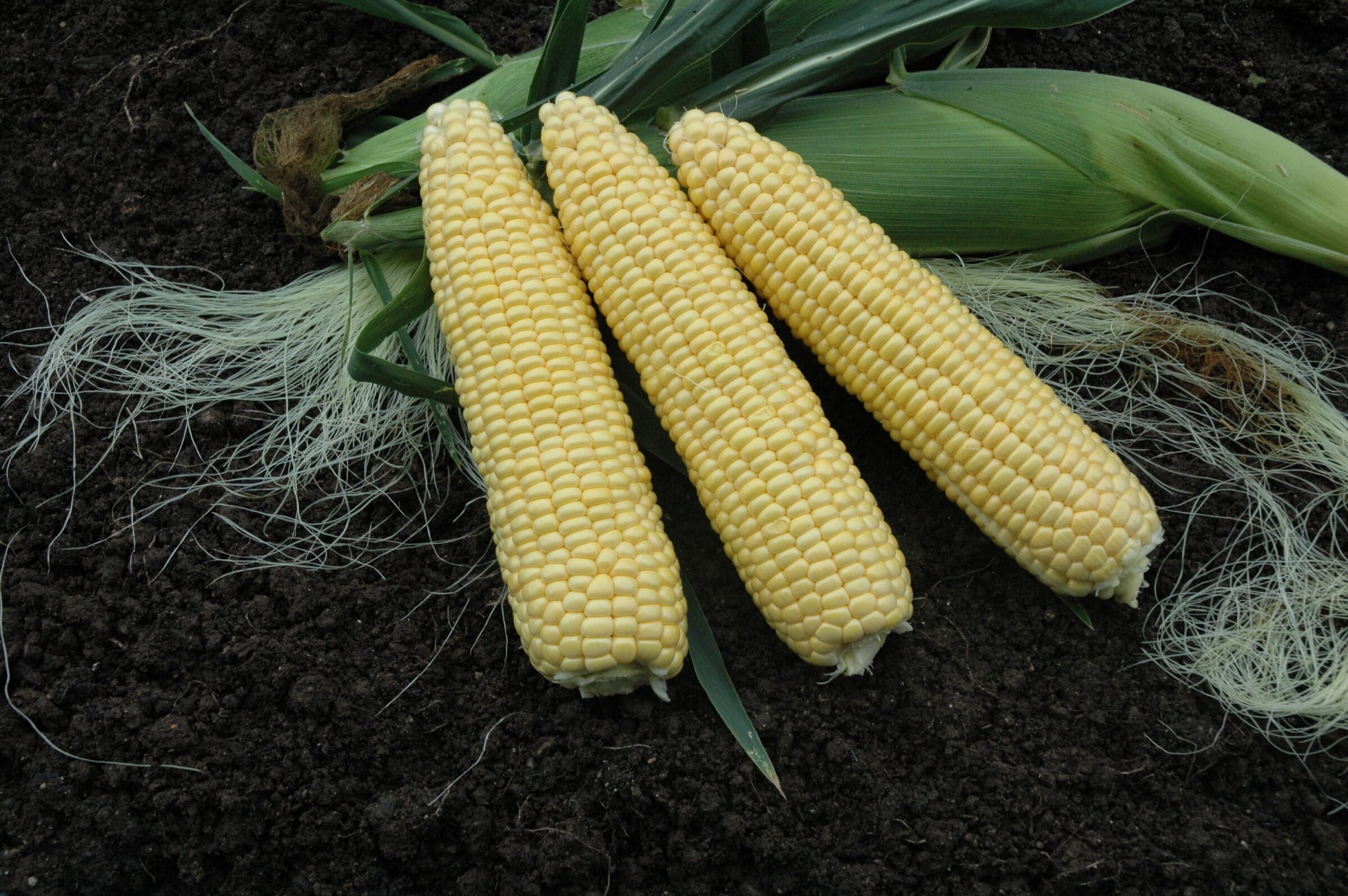 Takeoff MXR Sweet Corn (Cruiser Treated)