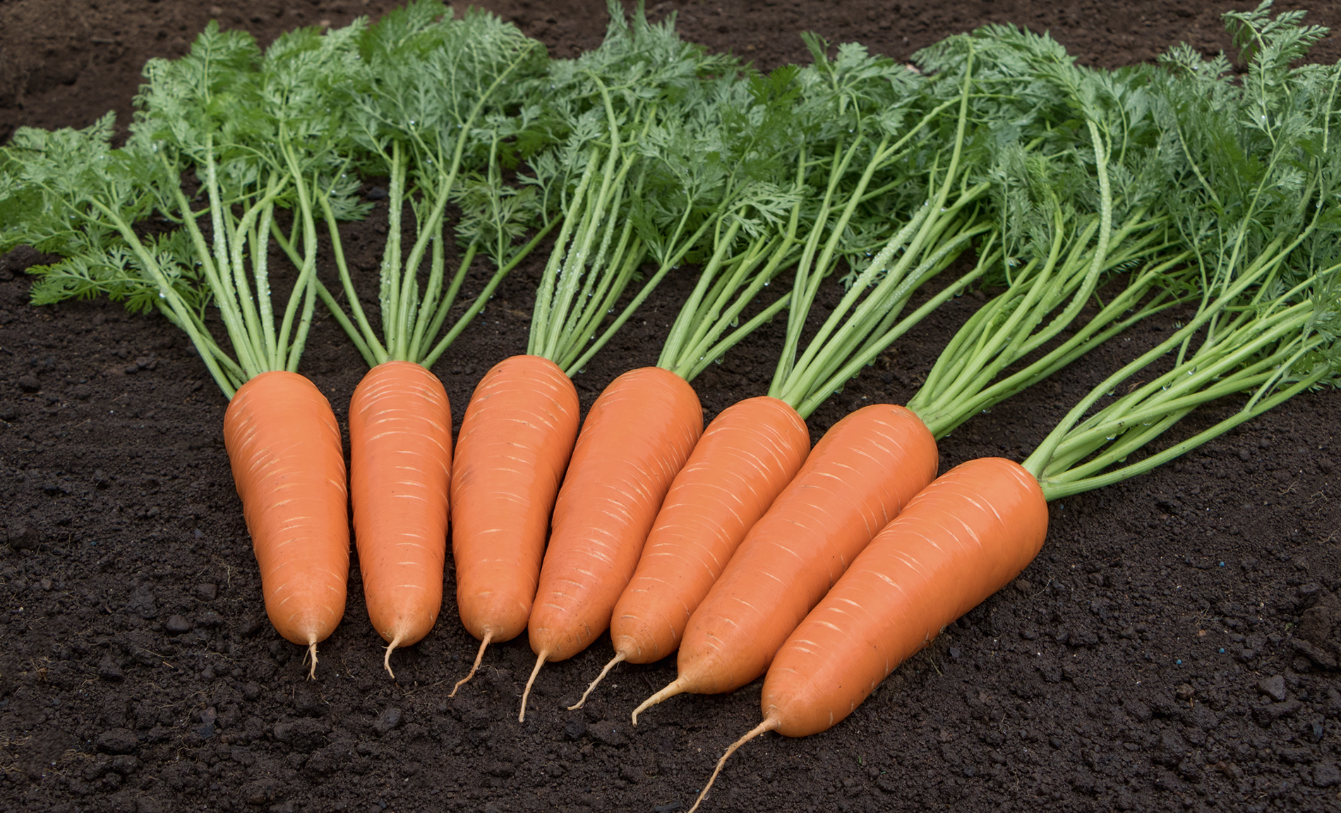 Brava Carrot (Treated Seed)