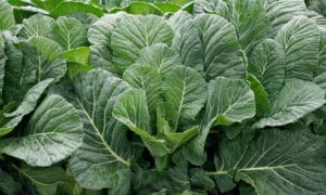 Collard in a field