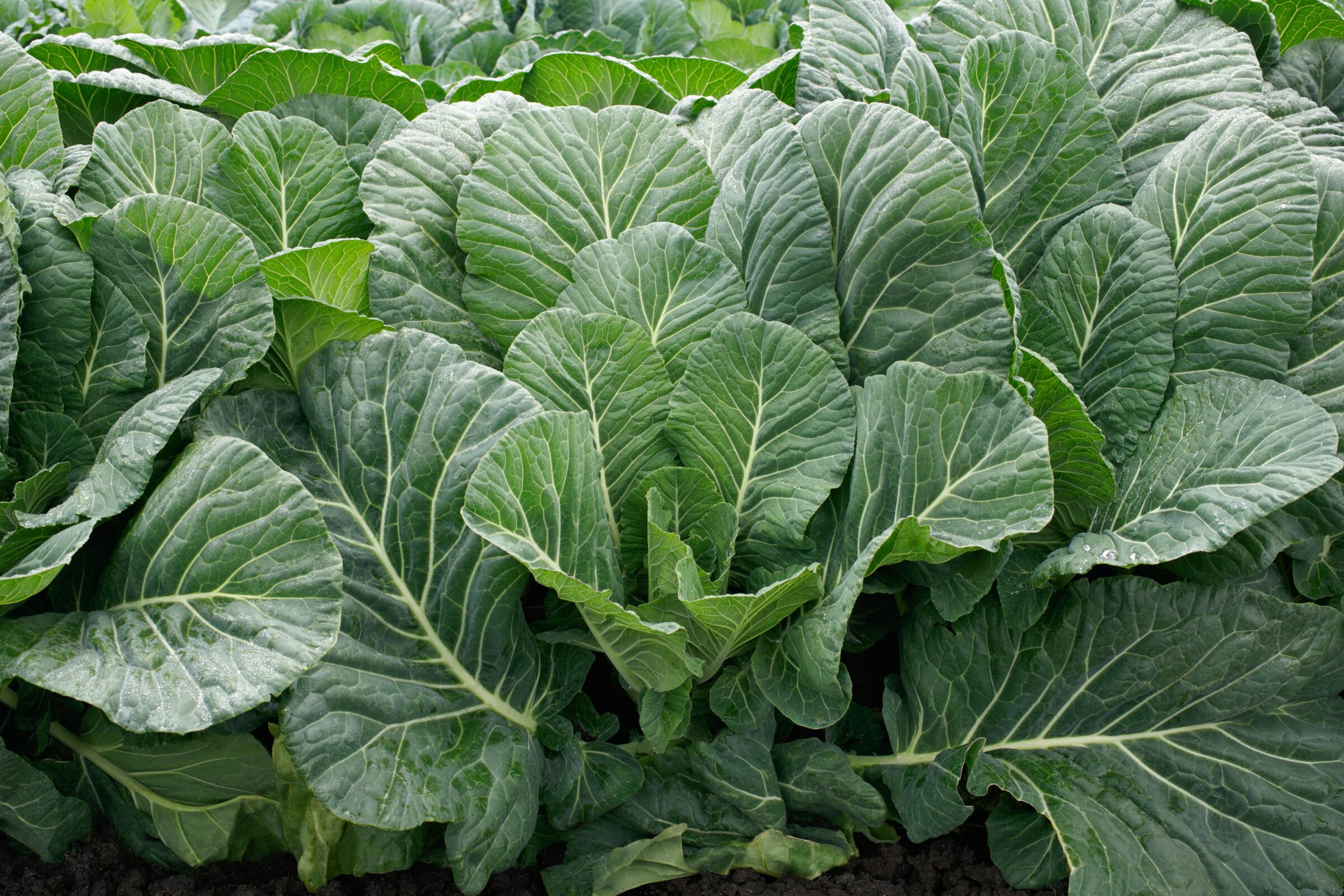 Collard in a field