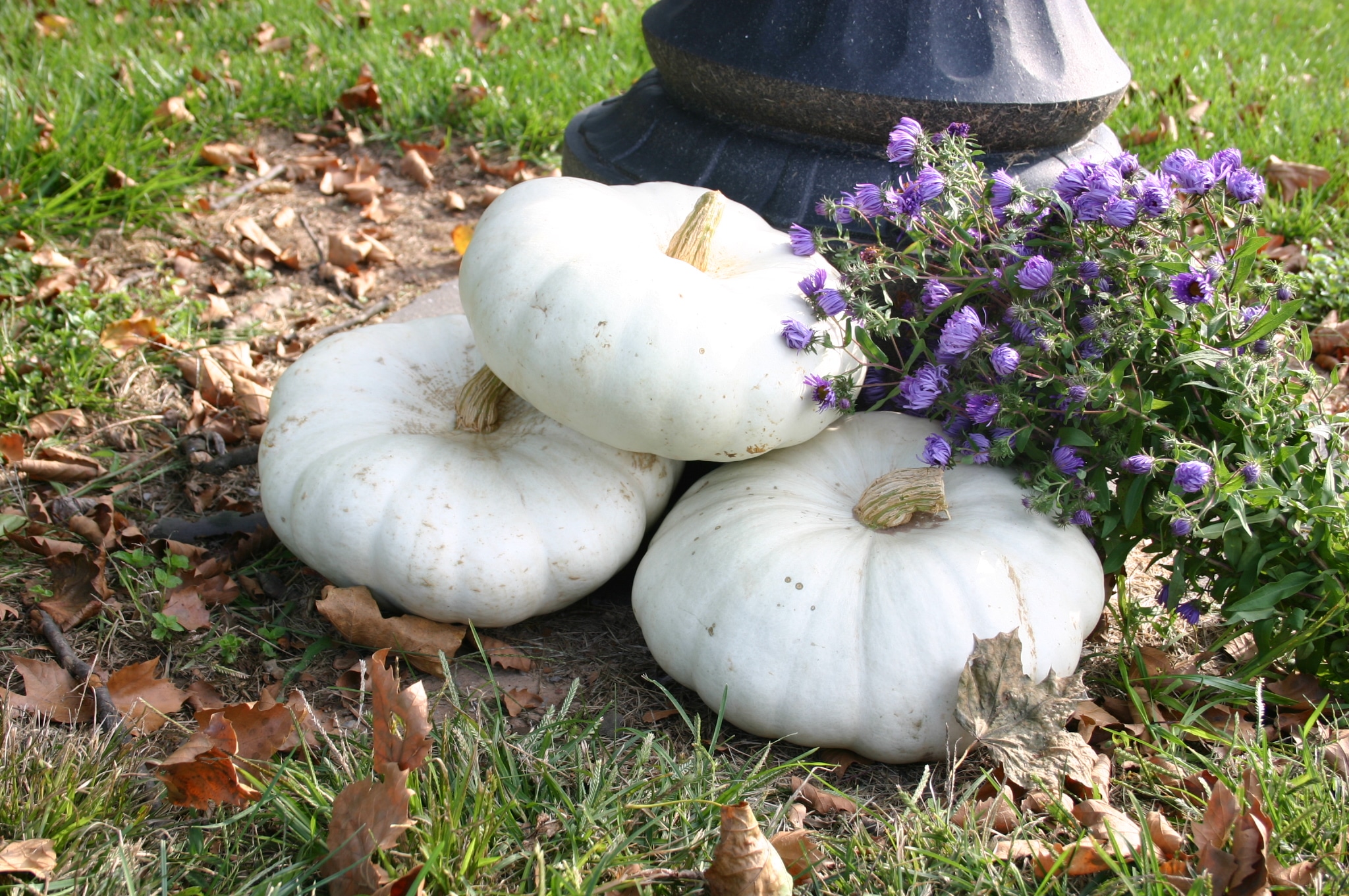 Flat White Boer Pumpkin (Farmore)