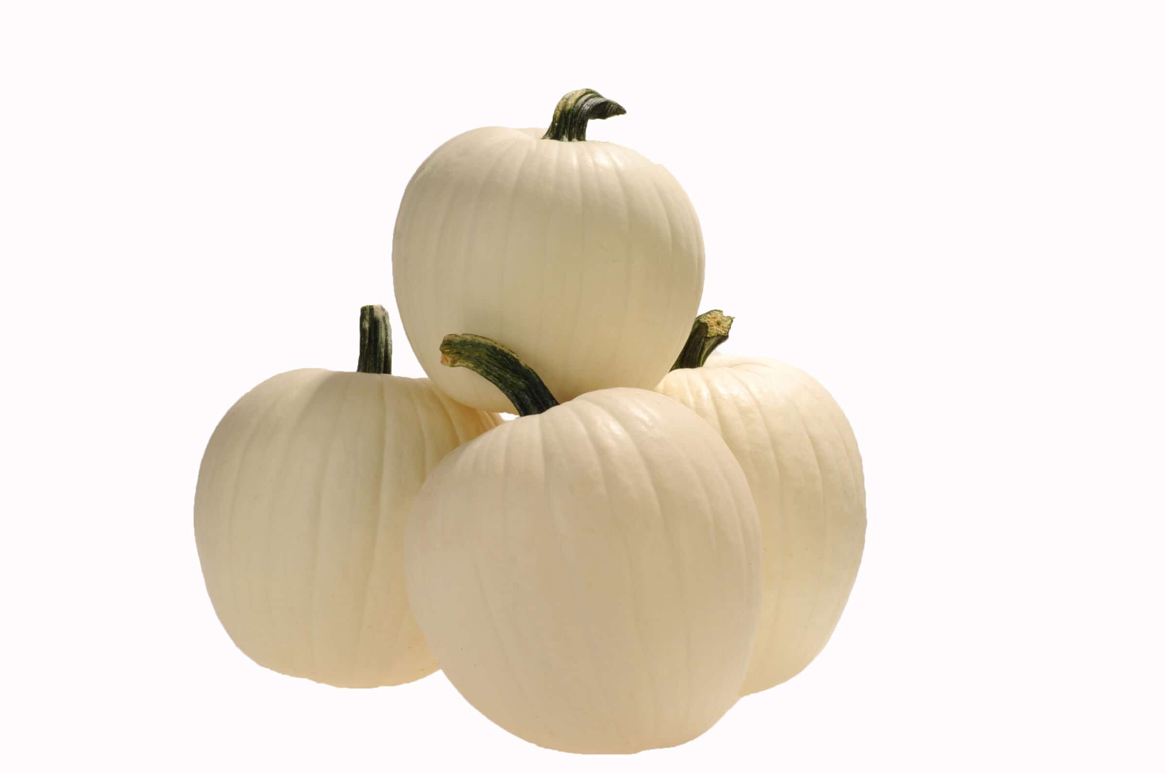 Honeymoon Pumpkin (Treated Seed)