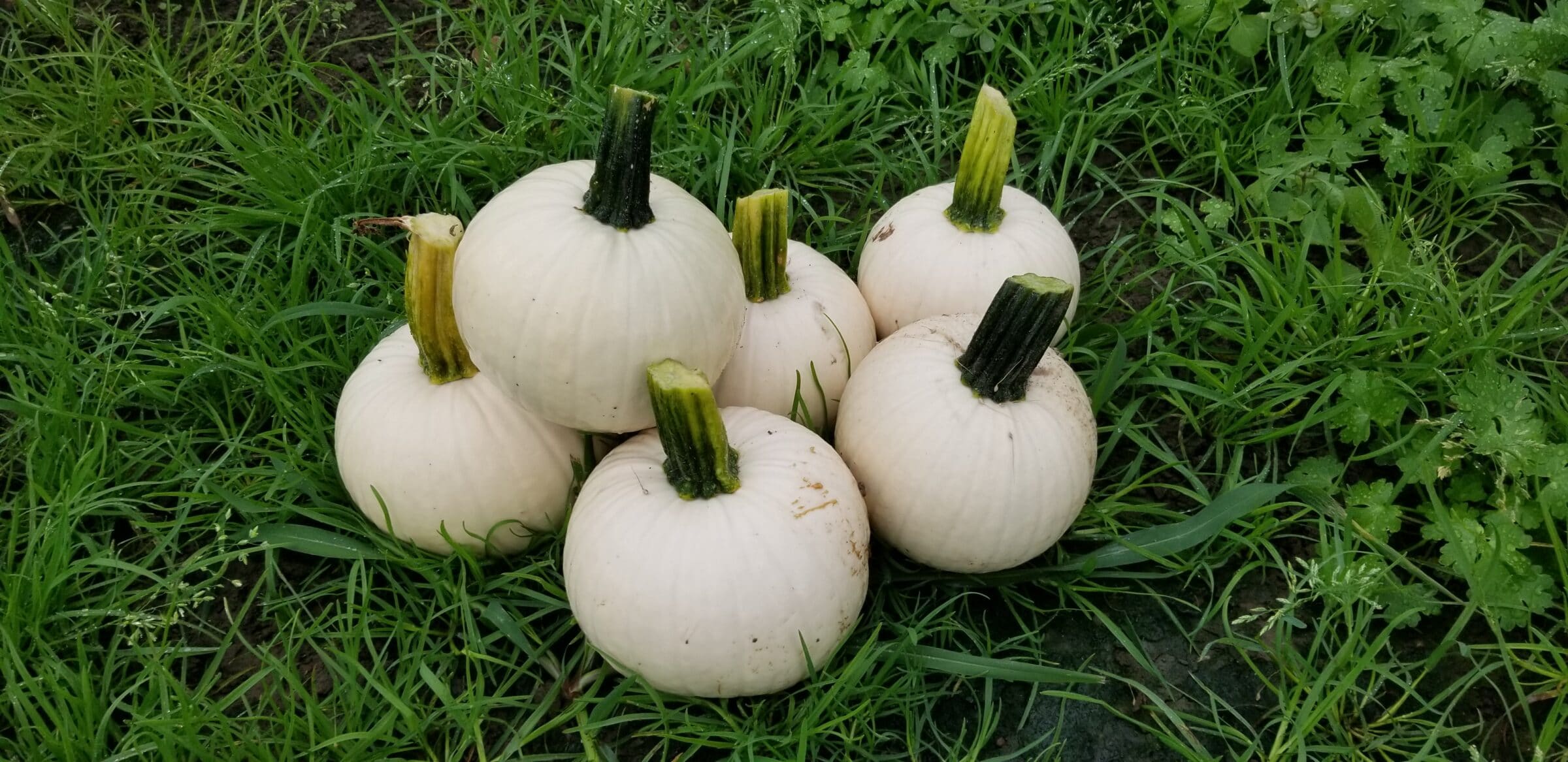 Icicle Pumpkin (Farmore)