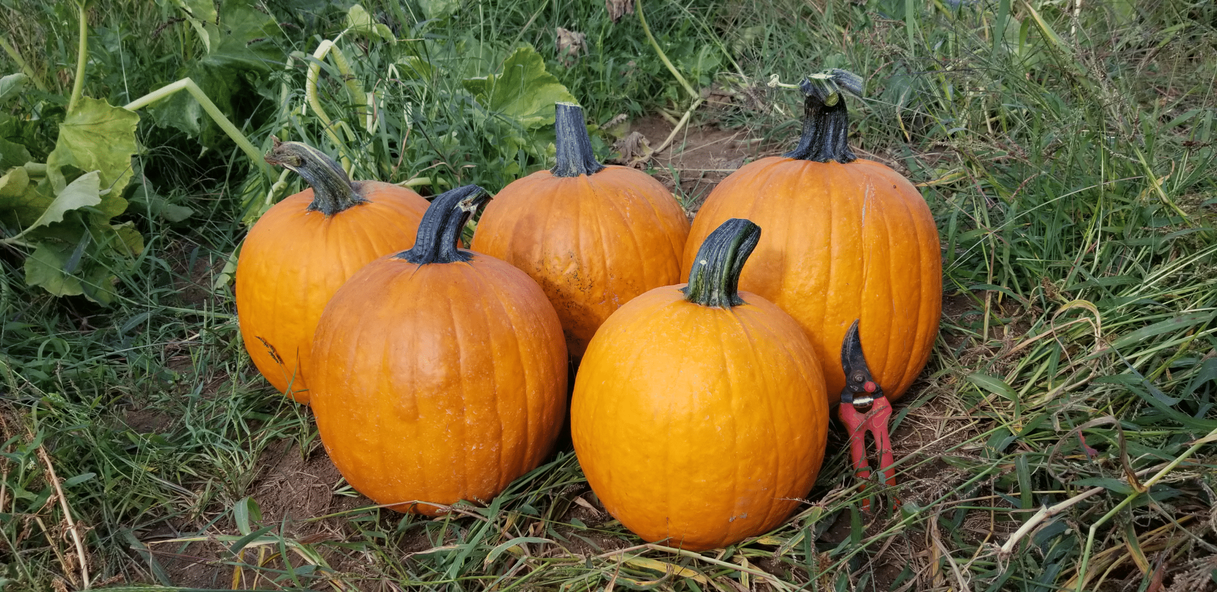 Justify Pumpkin (Farmore)