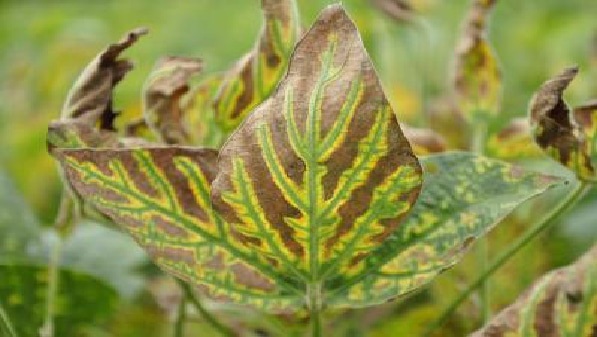 SDS Soybean pest