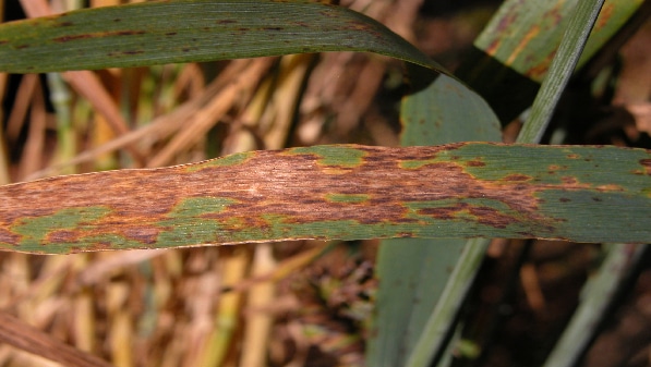 septoria glume spot