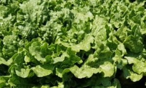 Conversion Lettuce (Primed & Pelleted)