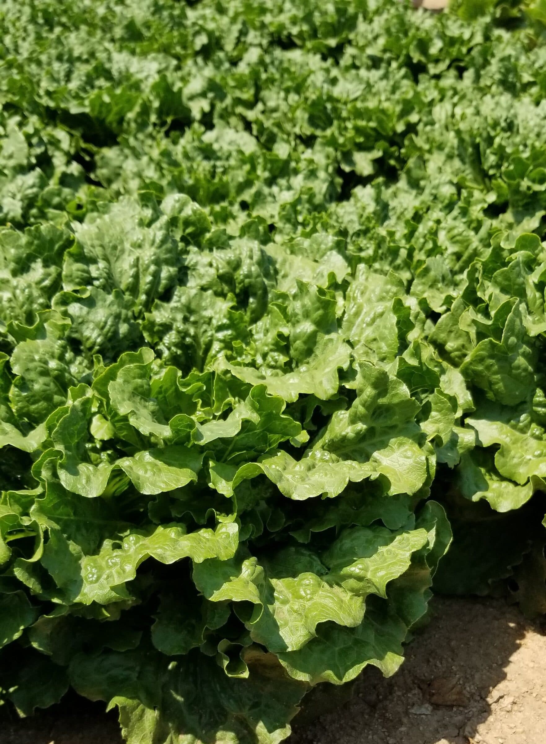 Conversion Lettuce (Primed & Pelleted)