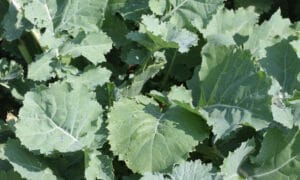 Premier Kale (Not Treated)