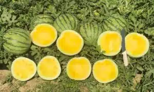 Amarela Watermelon (Not Treated)