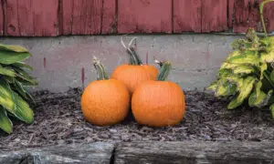 Bisbee Gold Pumpkin (Farmore)