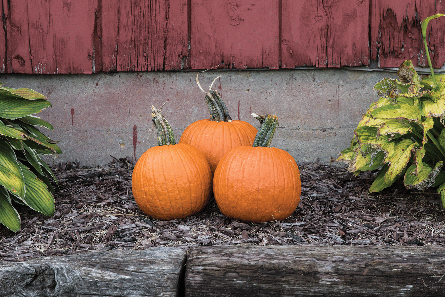 Bisbee Gold Pumpkin (Farmore)