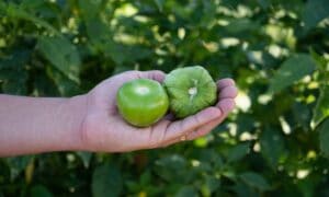 Clemente Tomatillo (Not Treated)
