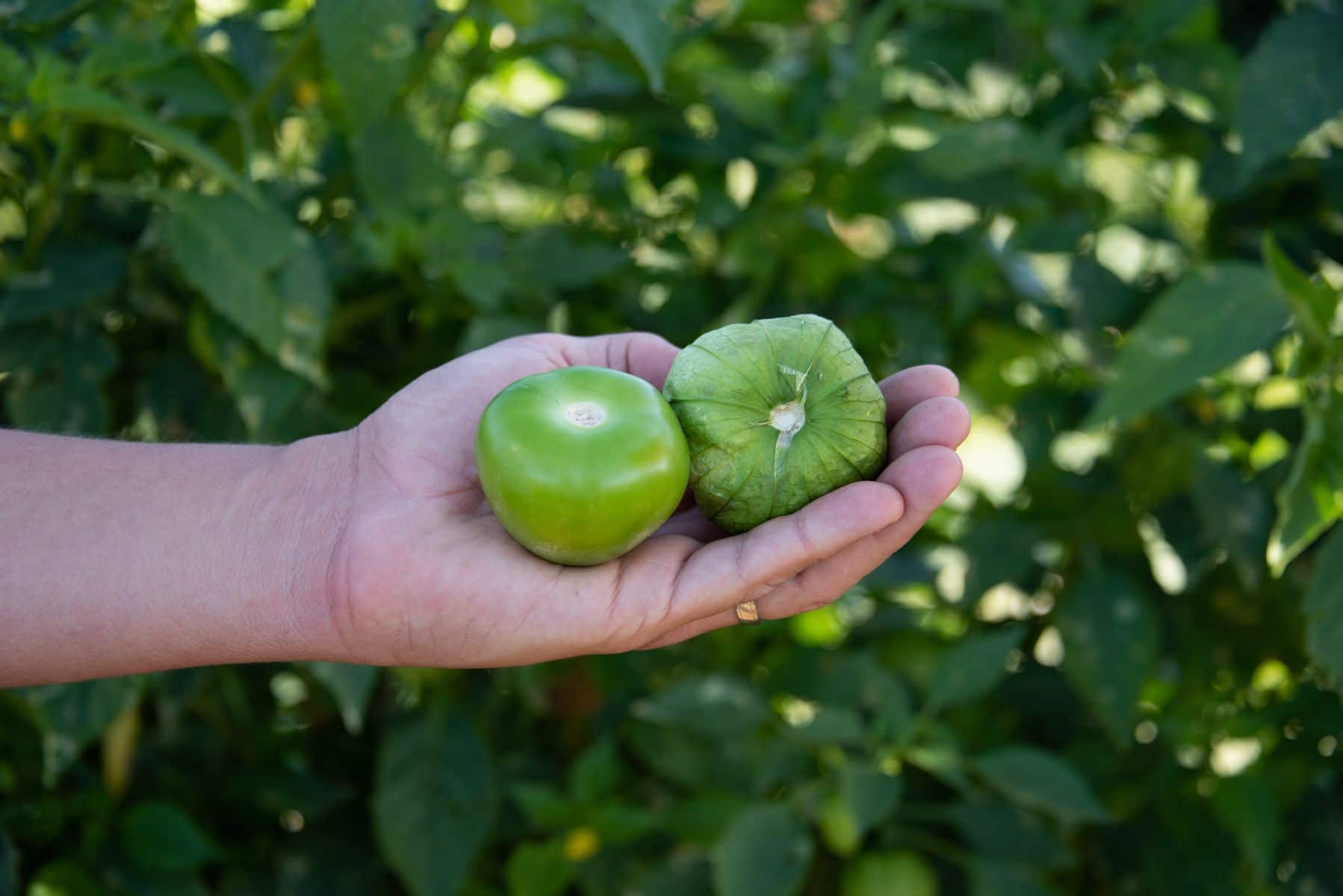 Clemente Tomatillo (Treated Seed)