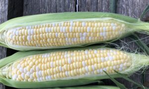 Evolution Sweet Corn (Cruiser Treated)