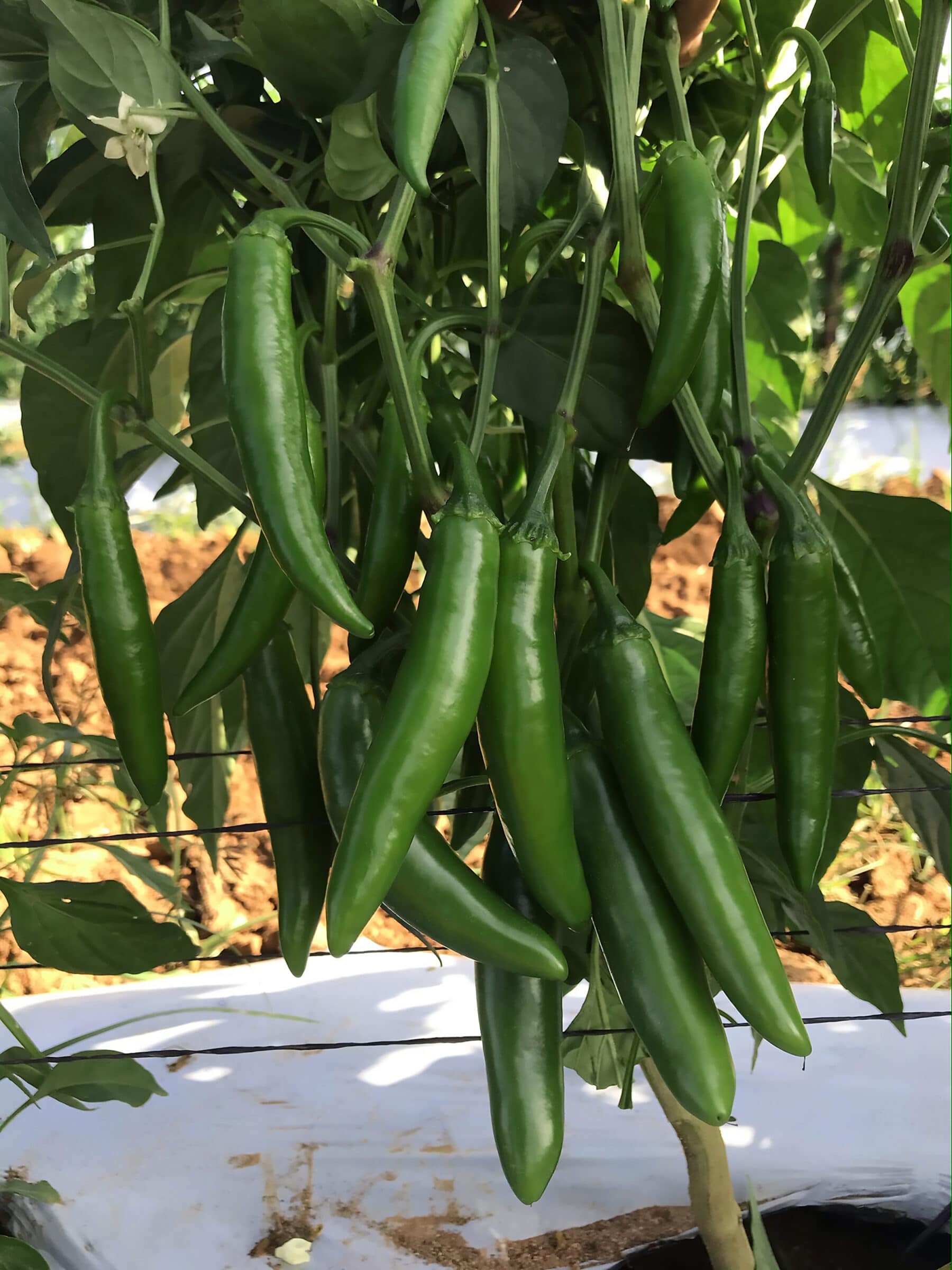 Pathfinder Pepper (Not Treated) - Image 2