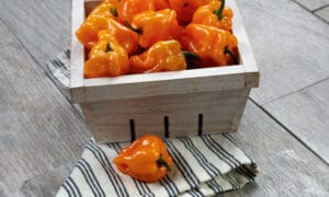 Chaak Pepper (Not Treated)