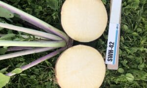 Teviot rutabaga (Not Treated)