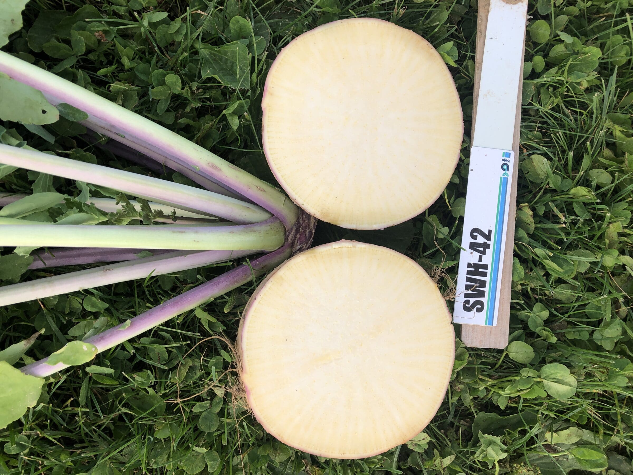 Teviot rutabaga (Not Treated)