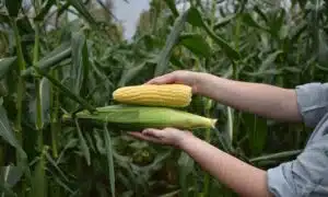 Summer Celebration Sweet Corn (Cruiser Treated)