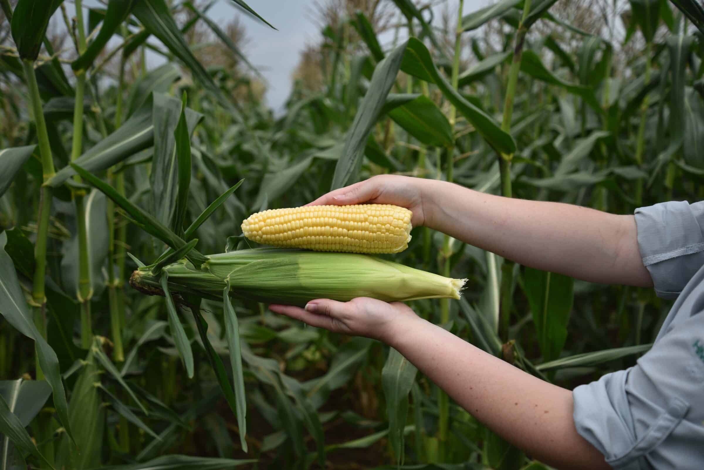 Summer Celebration Sweet Corn (Cruiser Treated)