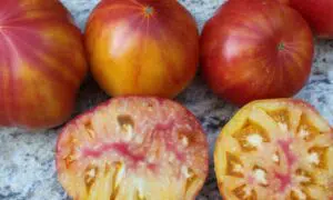 Mister Stripey Tomato (Treated)