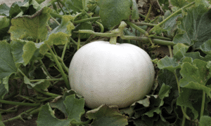 Crystal Star Pumpkin (Farmore)