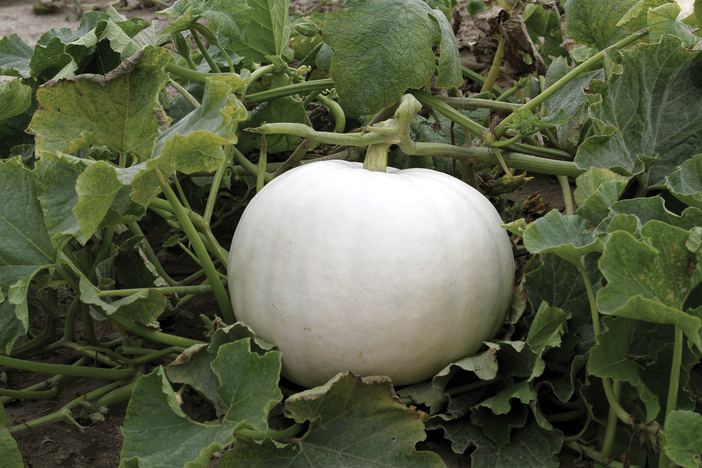 Crystal Star Pumpkin (Farmore)