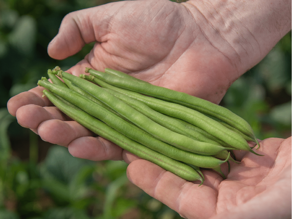 Bartram Green Pod Bush Bean (Cruiser Treated)