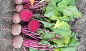 Grenade Beet (Treated Seed)