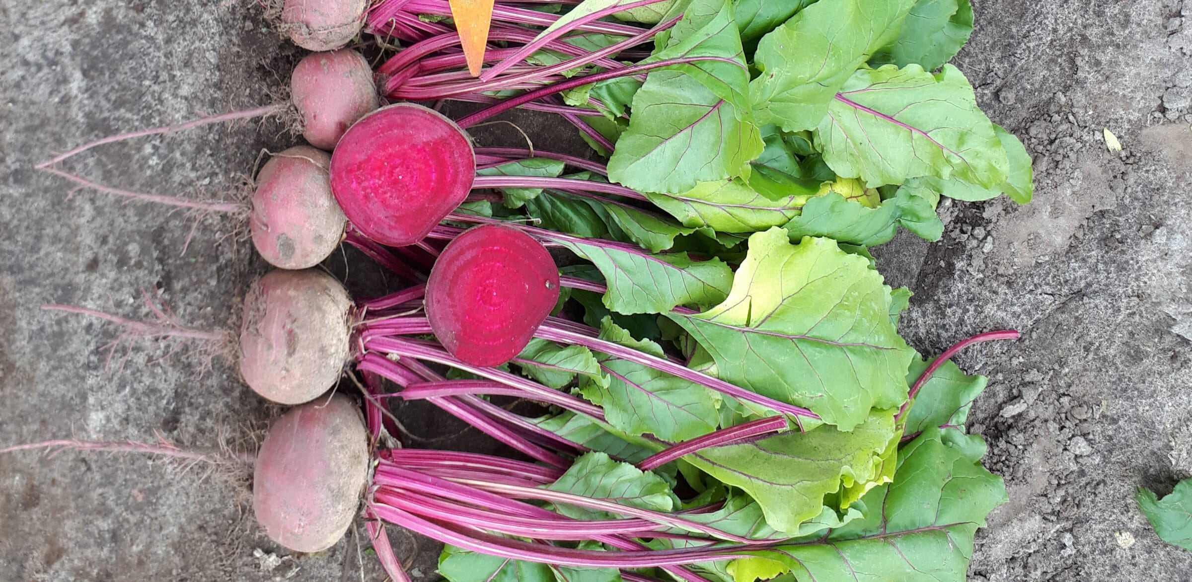 Grenade Beet (Treated Seed)