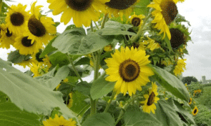 Lemon Queen Sunflower (Not Treated)