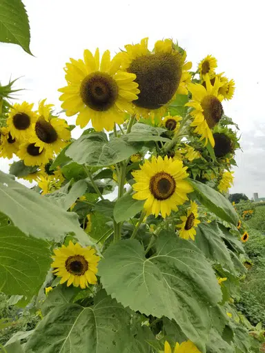 Lemon Queen Sunflower (Not Treated)