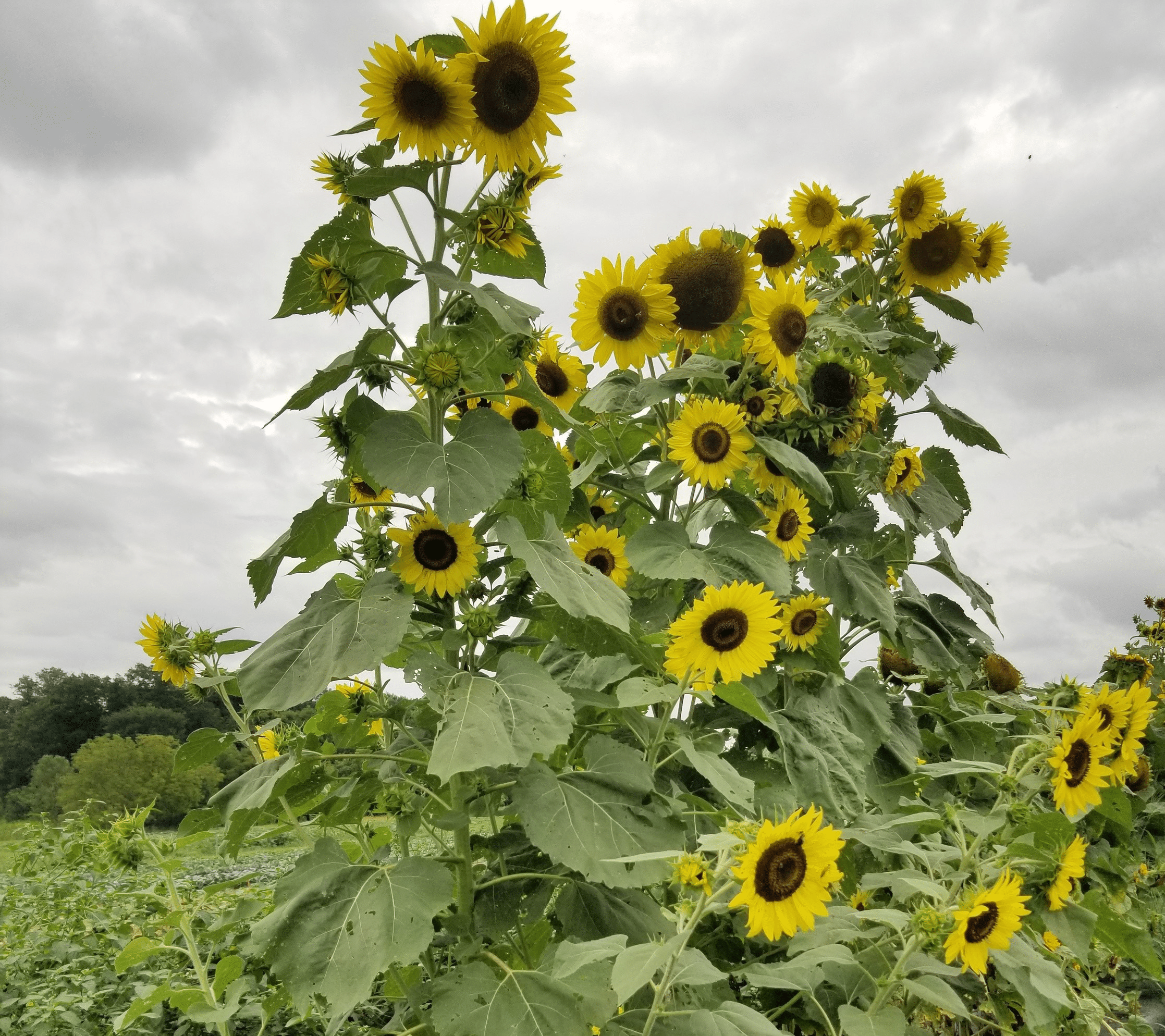 Lemon Queen Sunflower (Not Treated) - Image 2