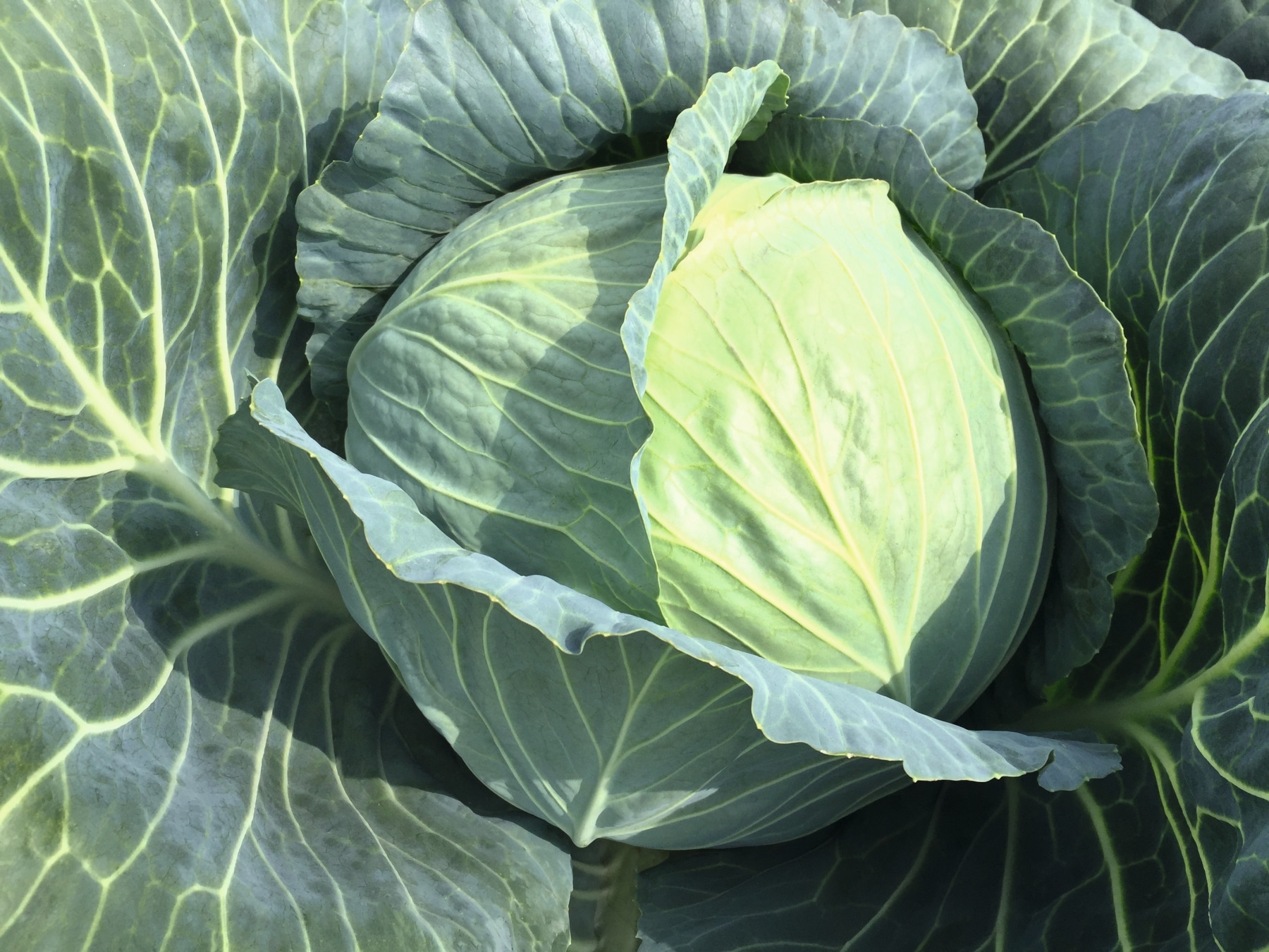 Report Cabbage (Not Treated)